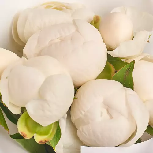 Product image Bouquet of 7 White Peonies, packaging: Powder, vendor code: 2749