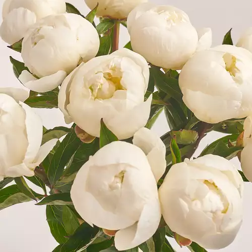 Product image 11 White Peonies Bouquet, packaging: Gray, vendor code: 2750
