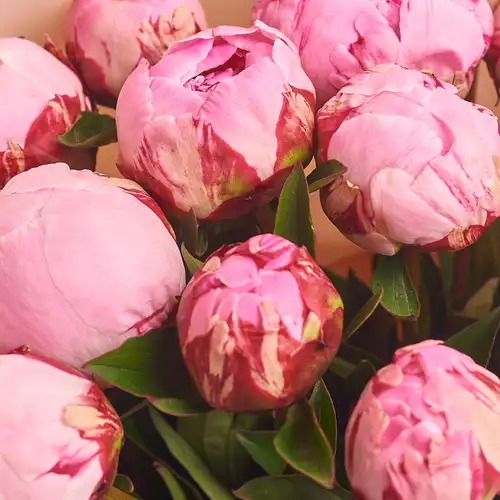 Product image Bouquet of 15 Pink Peonies, packaging: Powder, vendor code: 2752
