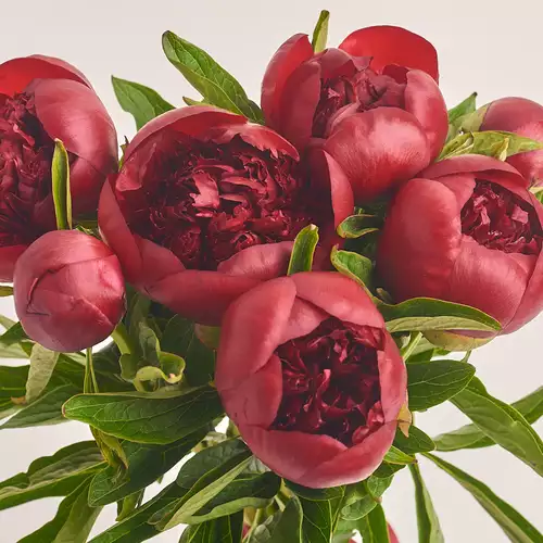 Product image Bouquet 7 Red Peonies, packaging: Transparent, vendor code: 2753