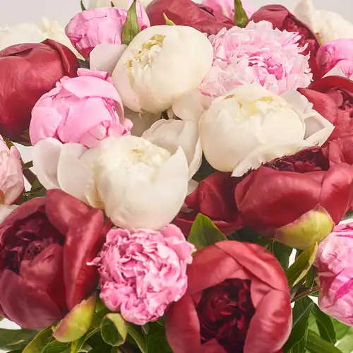 Product image Bouquet of 25 Peonies Mix, packaging: White, vendor code: 2754