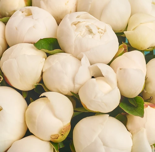 Product image Bouquet of 15 White Peonies, packaging: Сraft, vendor code: 2755