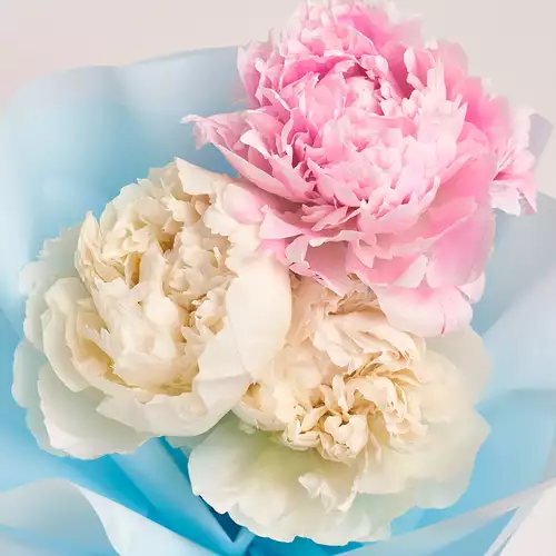 Product image Bouquet of 3 White and Pink Peonies Mix, packaging: Blue, vendor code: 2756
