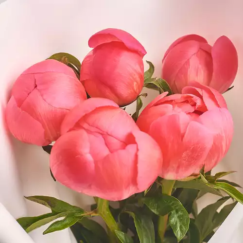 Product image Bouquet of 5 Coral Peonies, packaging: White, vendor code: 2757
