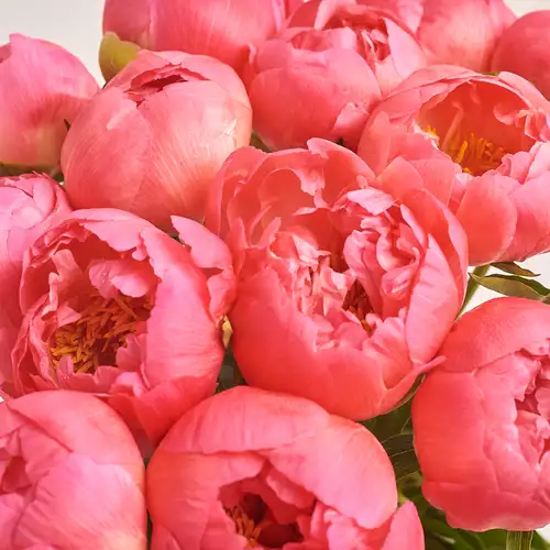 Product image Bouquet of 15 Coral Peonies, packaging: Transparent, vendor code: 2758