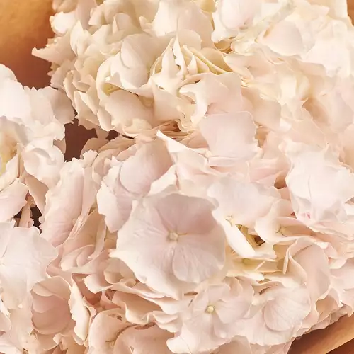 Product image Bouquet of 3 White Hydrangeas, packaging: Blue, vendor code: 2759