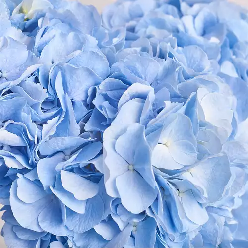 Product image Bouquet of 3 Blue Hydrangeas, packaging: Coral, vendor code: 2761