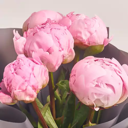 Product image Bouquet of 5 Pink Peonies, packaging: 
Graphite, vendor code: 2762