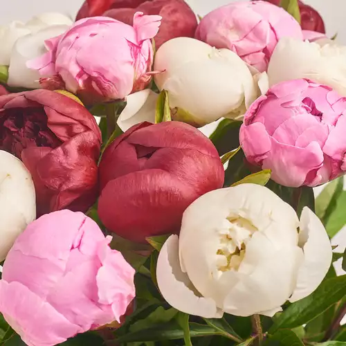 Product image Bouquet 15 Peonies Mix, packaging: Powder, vendor code: 2764