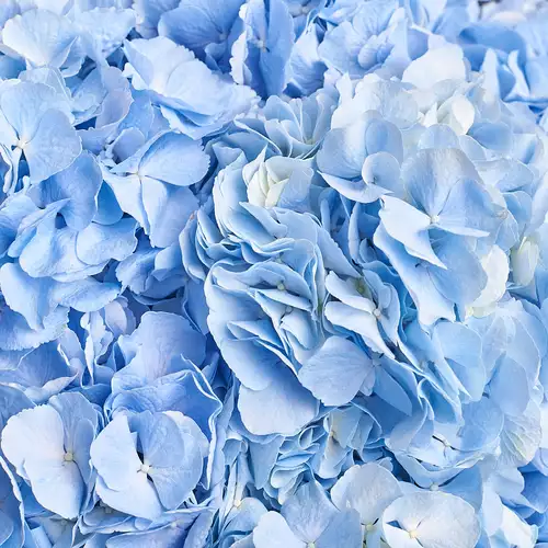 Product image Bouquet of 7 Blue Hydrangeas, packaging: White, vendor code: 2768