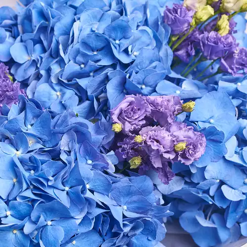 Product image Bouquet of 5 Blue Hydrangeas and Violet Eustoma, packaging: Gray, vendor code: 2769