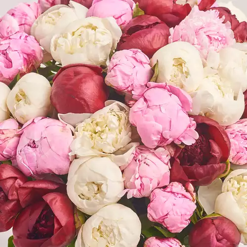 Product image Bouquet 51 Peony Mix, packaging: Coral, vendor code: 2770