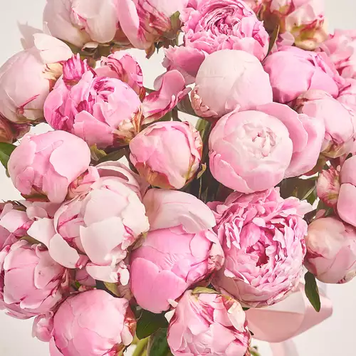 Product image Bouquet of 25 Pink Peonies Mix, packaging: White, vendor code: 2771