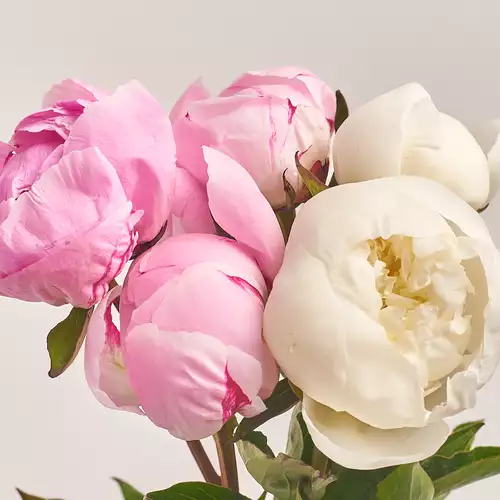 Product image Bouquet 5 Peonies Mix, packaging: Pink, vendor code: 2773