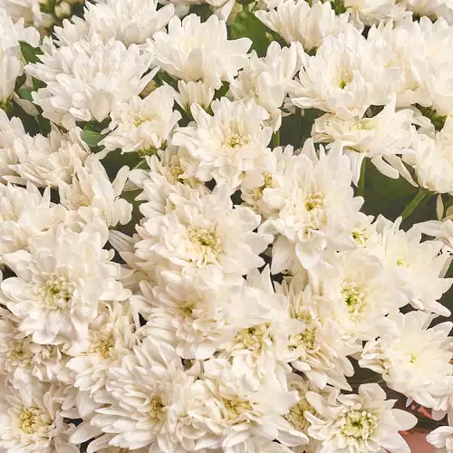 Product image Bouquet 51 White Chrysanthemum, packaging: Composite light pink, vendor code: 2774