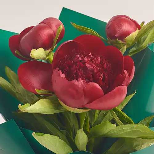 Product image Bouquet of 3 Red Peonies, packaging: Green, vendor code: 2787