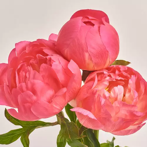 Product image Bouquet of 3 Coral Peonies, packaging: 
Graphite, vendor code: 2789