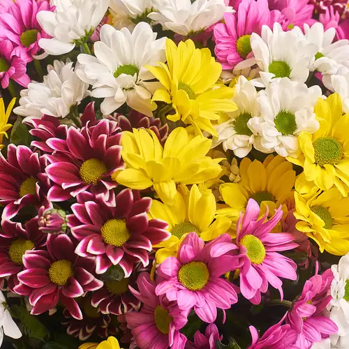 Product image Bouquet of 25 Chrysanthemums Daisies Mix , packaging: Blue, vendor code: 2792