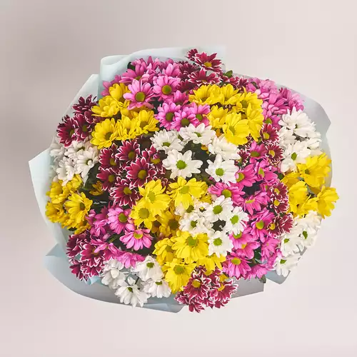 Product image Bouquet of 25 Chrysanthemums Daisies Mix , packaging: Blue, vendor code: 2792