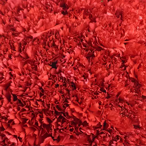 Product image Bouquet 51 Red Carnations, packaging: White, vendor code: 2859