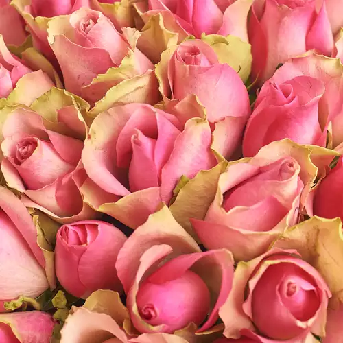 Product image Bouquet of 35 Roses Bellevue, packaging: Blue, vendor code: 2865