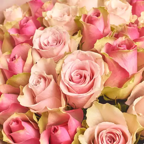 Product image Bouquet of 25 Roses Bellevue and Pink Athena mix, packaging: Blue, vendor code: 2866