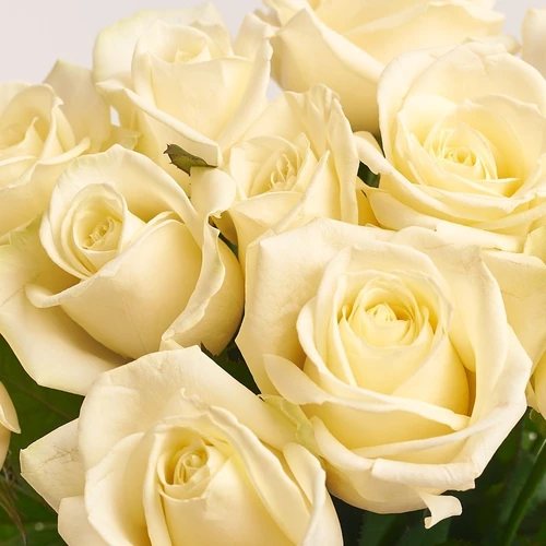 Product image Bouquet of 15 White Roses, packaging: Purple, vendor code: 2875