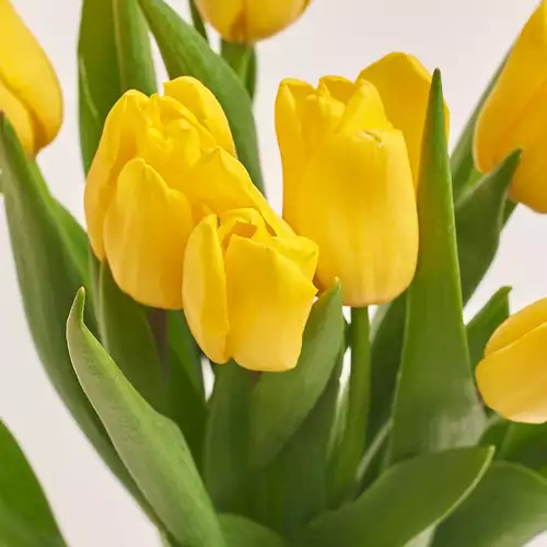 Product image Bouquet of 11 Yellow Tulips, packaging: White, vendor code: 2877