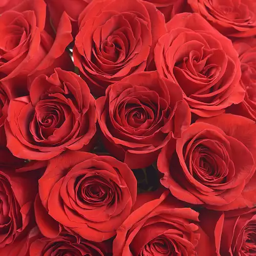 Product image Bouquet of 19 Red Roses Grand Prix, packaging: Red, vendor code: 2878