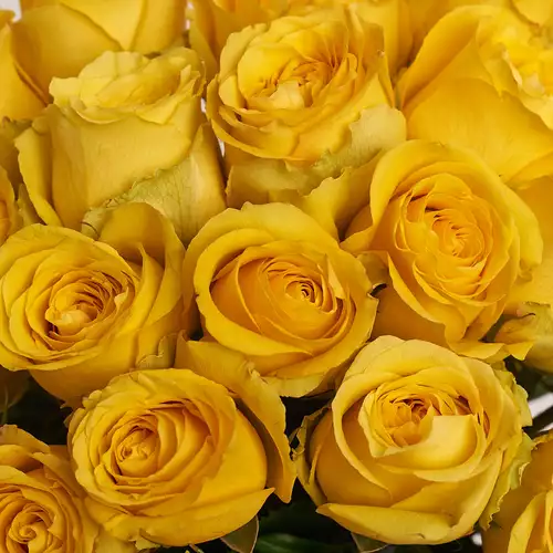 Зображення товару Букет 25 Жовтих троянд, пакування: Без упаковки, артикул: 2945