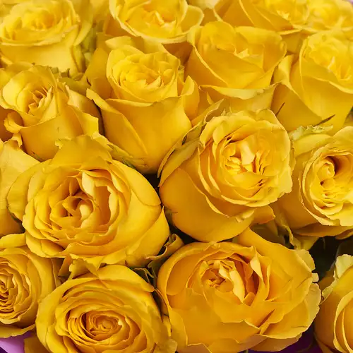 Зображення товару Букет 25 Жовтих троянд, пакування: Фіолетова, артикул: 2945