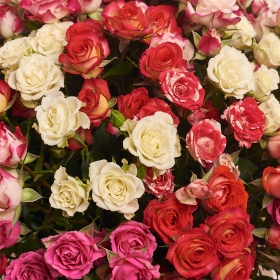 Коробка 39 Спрей троянд Мікс