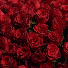 Букет 101 Красная роза Родос