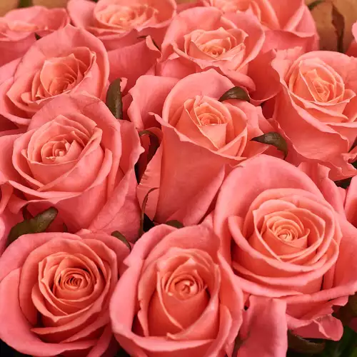 Изображение товара Букет 15 Коралловых роз, упаковка: Розовая, артикул: 2952