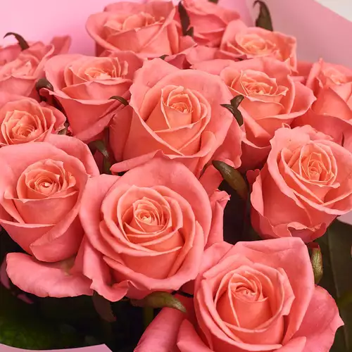 Зображення товару Букет 15 Коралових троянд, пакування: Рожева, артикул: 2952