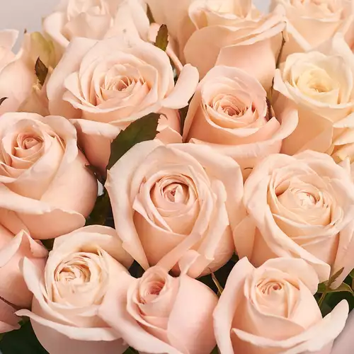 Изображение товара Букет 19 Cветло-розовых роз, упаковка: Прозрачная, артикул: 2955