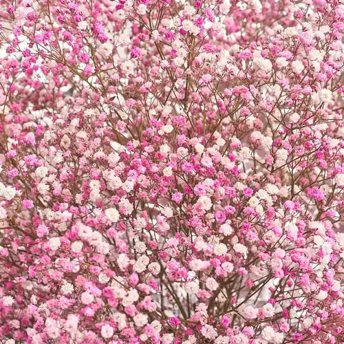 Зображення товару Букет 15 Рожевих Гіпсофіл, пакування: Фольга, артикул: 2960