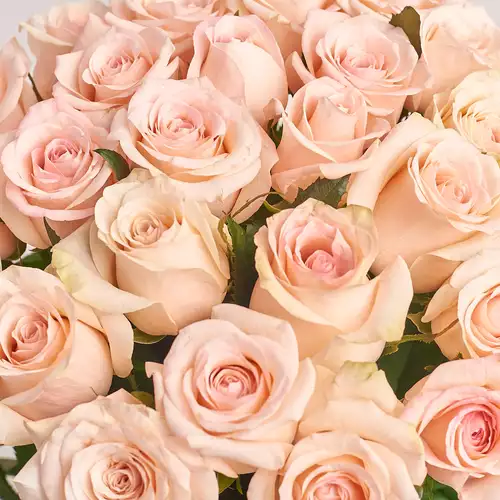 Product image Bouquet of 25 Light Pink Roses, packaging: Kafin rust, vendor code: 2926