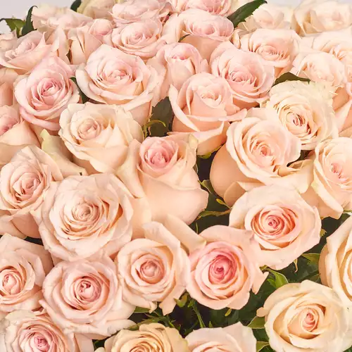 Product image Bouquet of 51 Light Pink Roses, packaging: Purple, vendor code: 2927