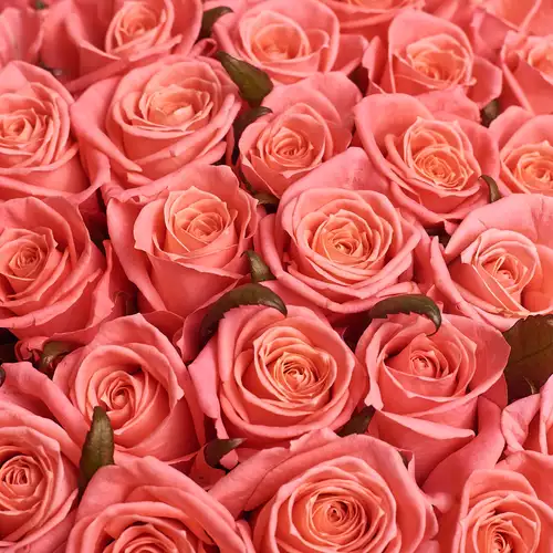 Product image Bouquet of 51 Coral Roses, packaging: Blue, vendor code: 2929