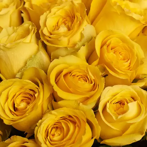 Product image Bouquet 25 Yellow roses, packaging: Purple, vendor code: 2945