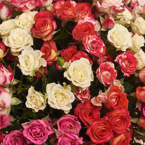 Product image Box of 39 Rose Spray Mix, vendor code: 2948