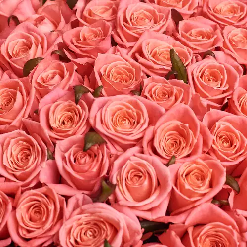 Product image Bouquet of 101 Coral Roses, vendor code: 2949