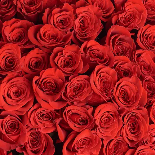 Product image Bouquet of 101 Freedom Red Roses, vendor code: 2950