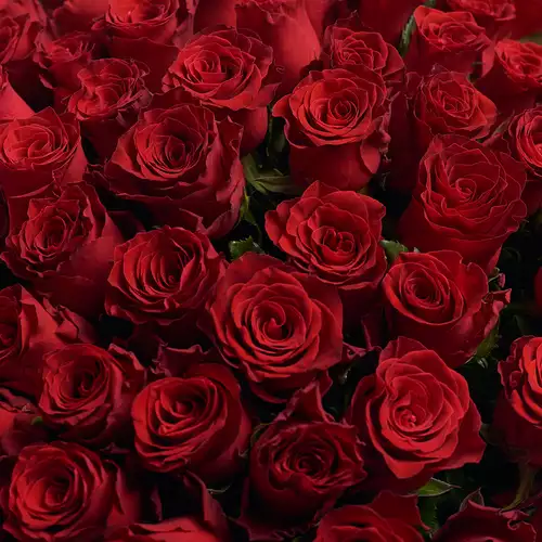 Product image Bouquet 101 Red Roses Rhodos, vendor code: 2951