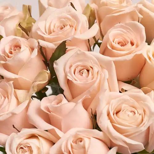 Product image Bouquet of 19 Light Pink Roses, packaging: Transparent, vendor code: 2955
