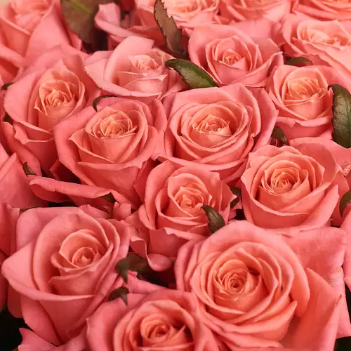 Product image Bouquet of 25 Coral Roses, packaging: Peach, vendor code: 2956