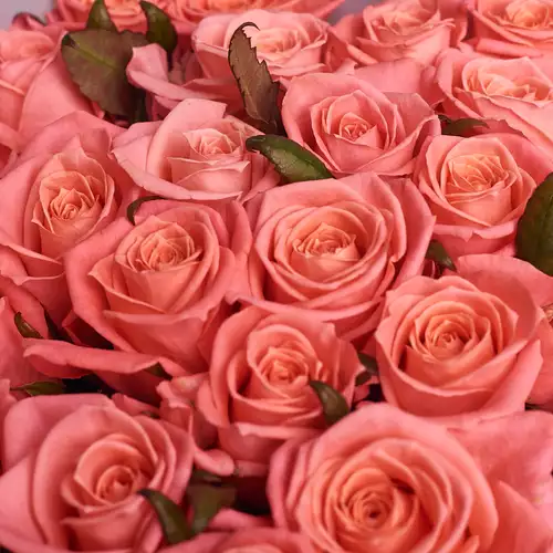 Product image Bouquet of 25 Coral Roses, packaging: Gray, vendor code: 2956