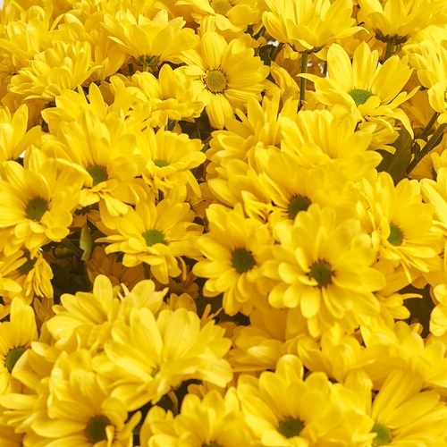 Product image Bouquet of 15 Yellow Daisies Chrysanthemums, packaging: Gray, vendor code: 2959