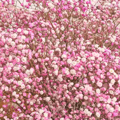 Product image Bouquet 15 Pink Gypsophila, packaging: Foil, vendor code: 2960